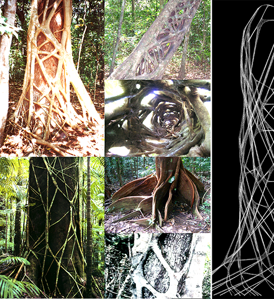 1_Ficus watkinsiana_Scheme
